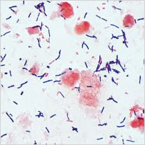 Transmitted Light Microscopy for Life Sciences