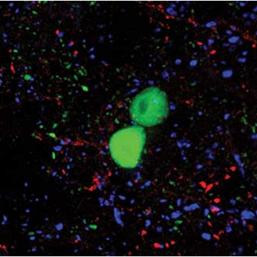 LEDs in Biology Research: From Microscopy to Optogenetics