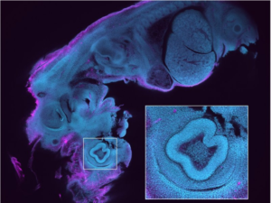 Cutting-edge advancements in microscopy