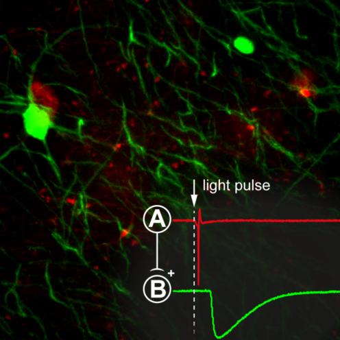 New App Note – Using Optogenetics to Analyse Neuronal Circuits