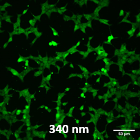 LED Illumination for Fura-2 Calcium Imaging – check out this paper published in Journal of Microscopy