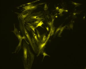 340nm LED照明系統為基於Fura-2的鈣成像提供最佳的激發波長