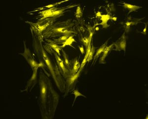 380nm LED照明系統為基於Fura-2的鈣成像提供最佳的激發波長