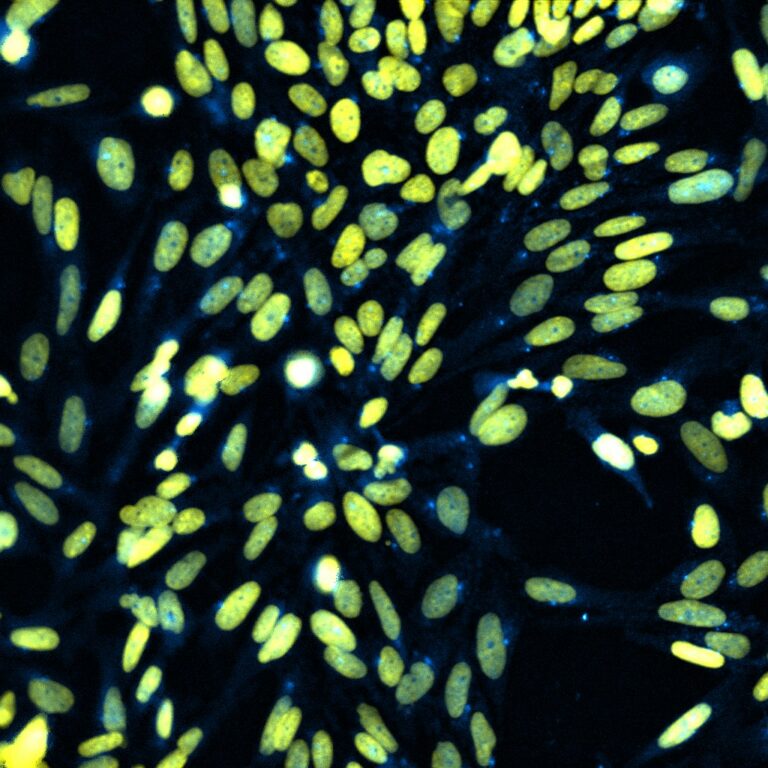 New App Note – Reduce the increasing burden of human fungal disease in the developed and developing world.