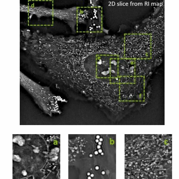 Undergraduate contest “Scientists of Tomorrow”