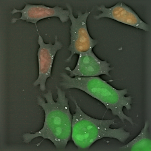 Live FUCCI mouse embryonic stem cells. (Nanolive/CoolLED pE-300<sup>ultra</sup>)