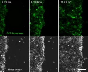 Time series of keratinocytes migrating during live-cell imaging outgrowth assay. (CoolLED pE-4000)