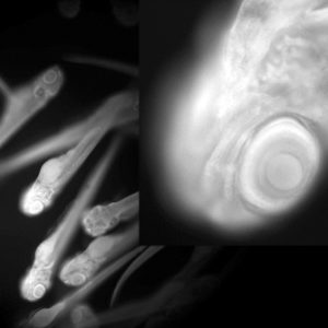 Zebrafish larvae within the field of the Mesolens. (CoolLED pE-4000)