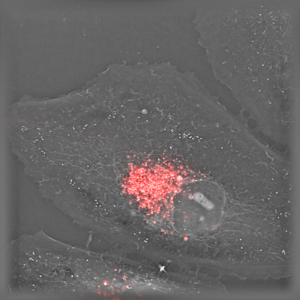 Live HeLa cells stained with lysosome marker. (Nanolive/CoolLED pE-300<sup>ultra</sup>)