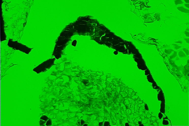 Win a pE-300<sup>ultra</sup>