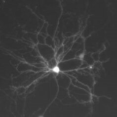 A controllable Illumination System for neuroscience discovery