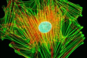 How to improve multi-stain testing