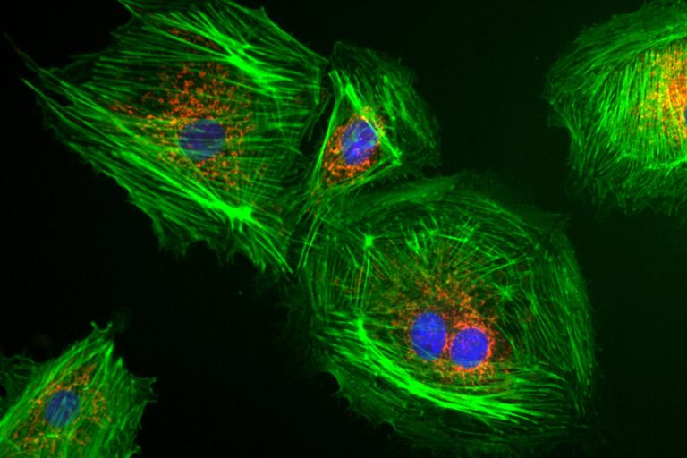 Minimising photodamage with LED microscopy illumination