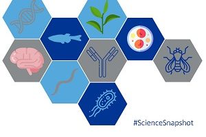 Science Snapshot: pE-800 Microscope Illuminator in Latest Research