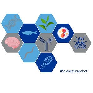 Science Snapshot: Advanced Biosensors for multi-colour imaging at the molecular level
