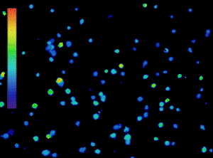 GIF showing ratiometric fura-2 calcium imaging of lymphocytes labelled with Fura-2