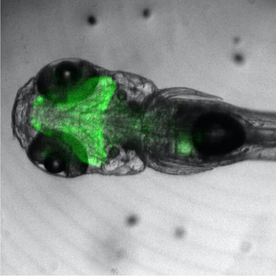 A Modern Approach to High‐Speed Multiplex Imaging for Neuroscience