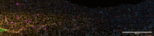 Spinal Cord labelled with DAPI/EGFP-Lamnin-GFAP (pE-800)