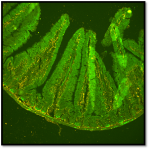 Enteric Glia Cells (Green) and Endothelial Cells (Red), acquired using the CoolLED (pE-800)
