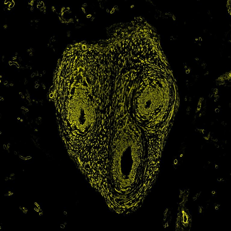 Want to Win a Microscope Illumination System?