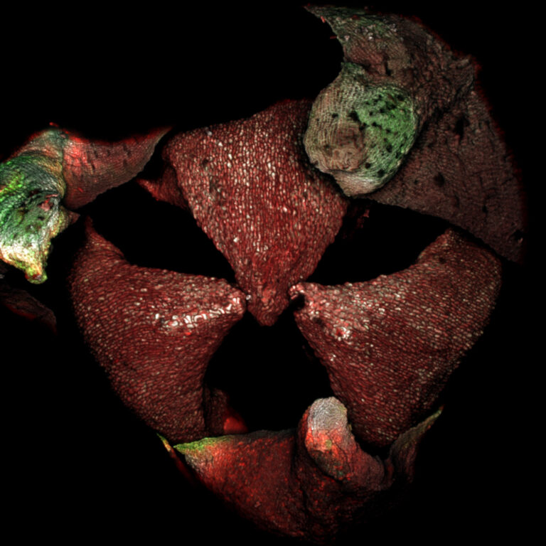 Image in an Image Competition – The Winner of a pE-300<sup>white</sup> Microscope Illuminator!