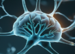 LED Microscopy Illumination – A Perfect Match for Neuroscience