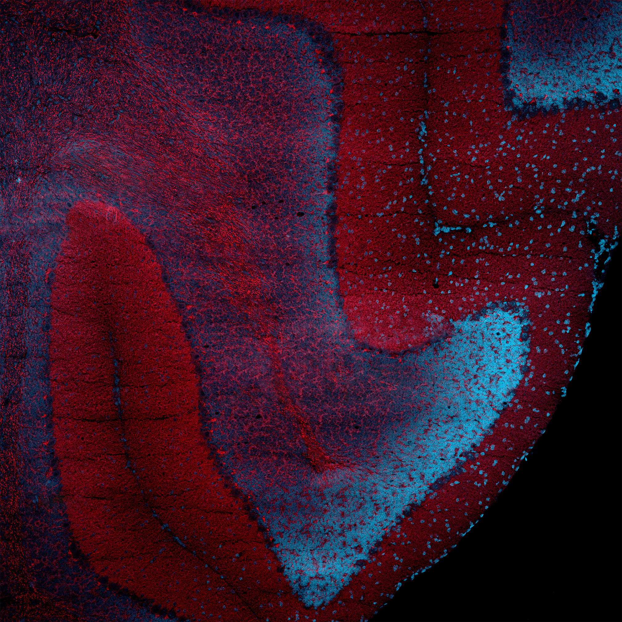 Kseniia Bondarenko Legging It