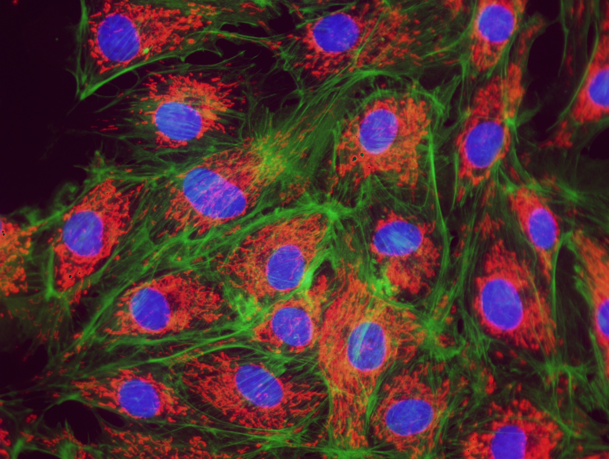 CoolLED pE300 New Green 40x