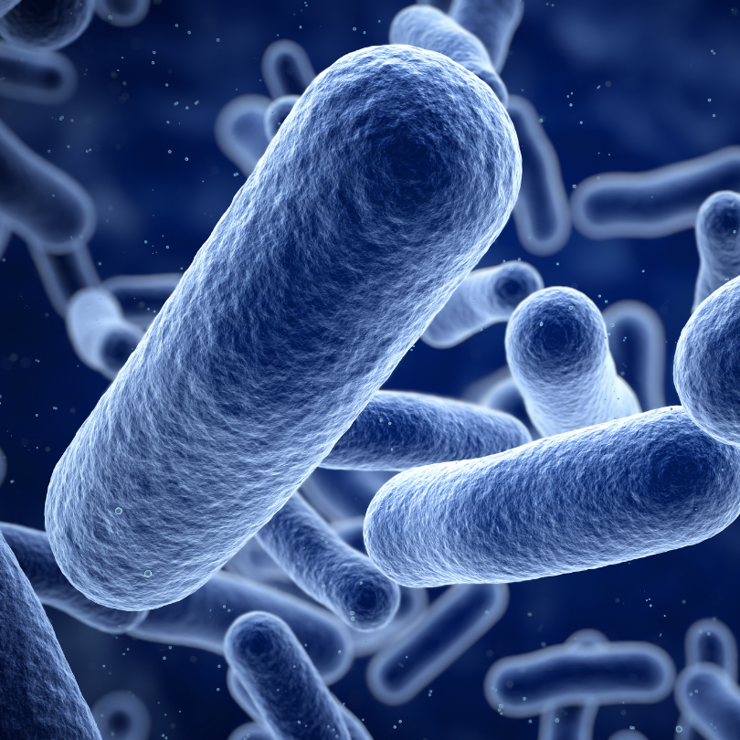 bacteriology bacteriology