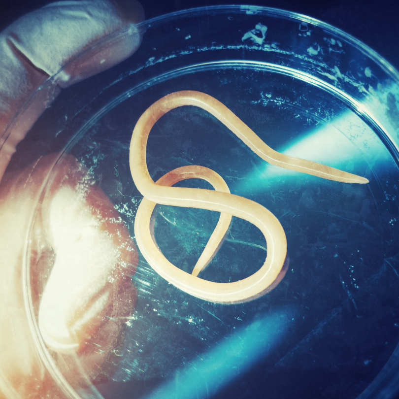 parasites (1) parasites (1)