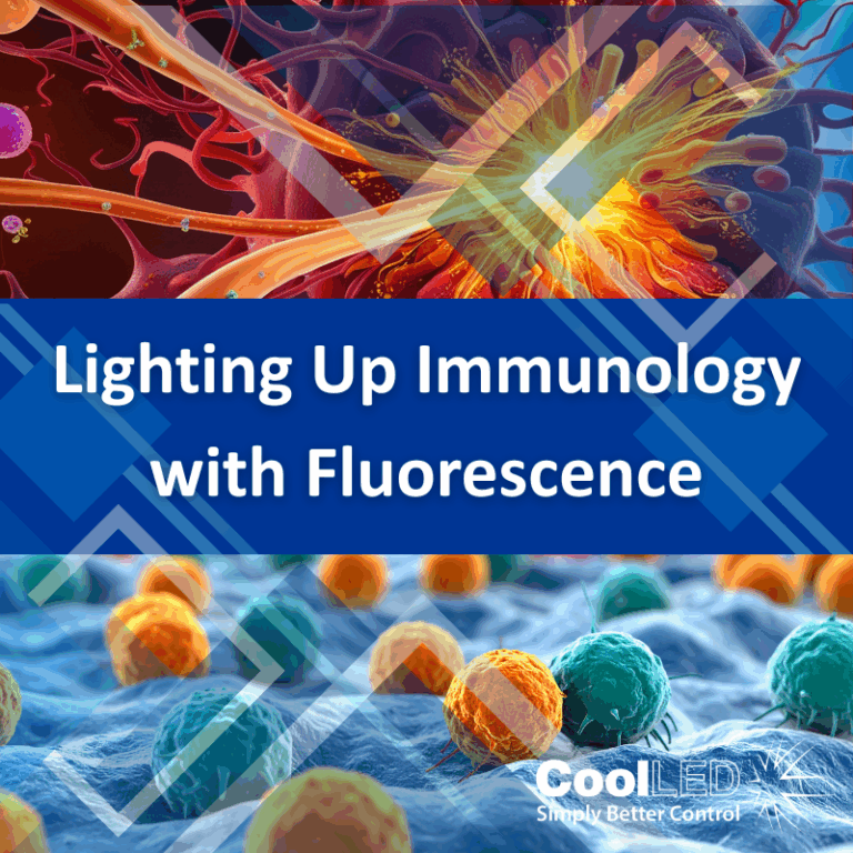 How Fluorescence Helps Us Understand the Immune System