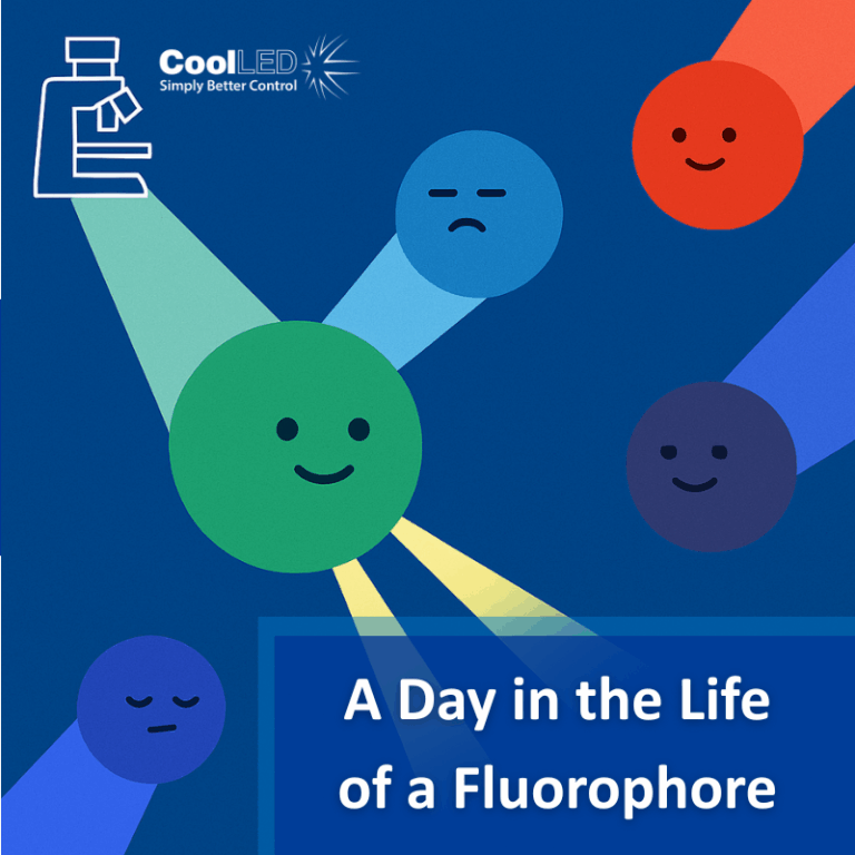 A Day in the Life of a Fluorophore