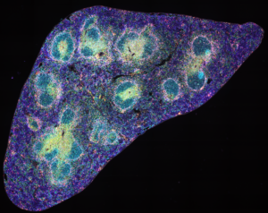 Multistained mouse spleen (8 antibodies + DAPI) imaged on an Evident SLIDEVIEW™ VS200 universal slide scanner equipped with Kromnigon SpectraSplit® 10 optical filter sets  and CoolLED pE-10 Illumination System.