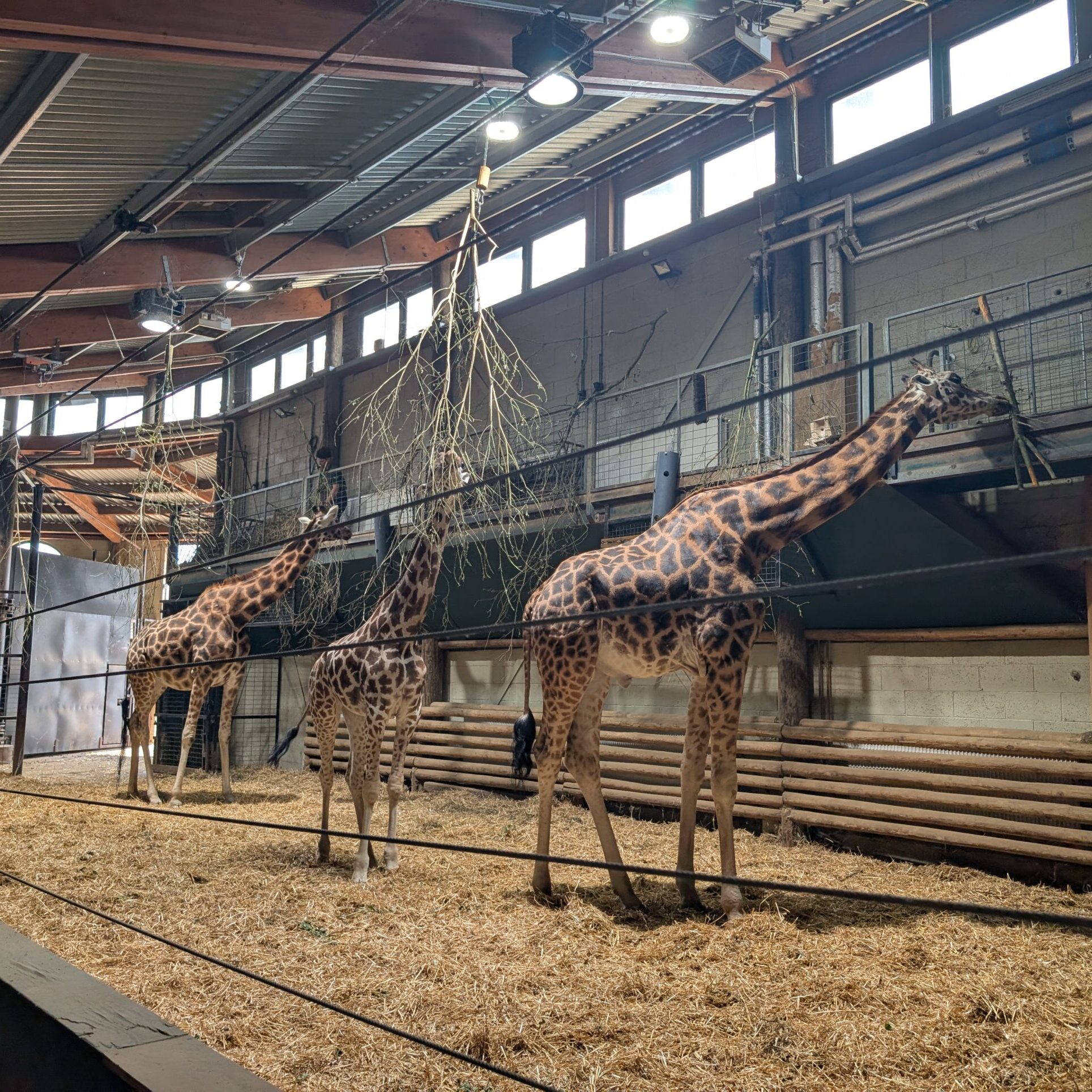 Marwell Zoo Away Day 2