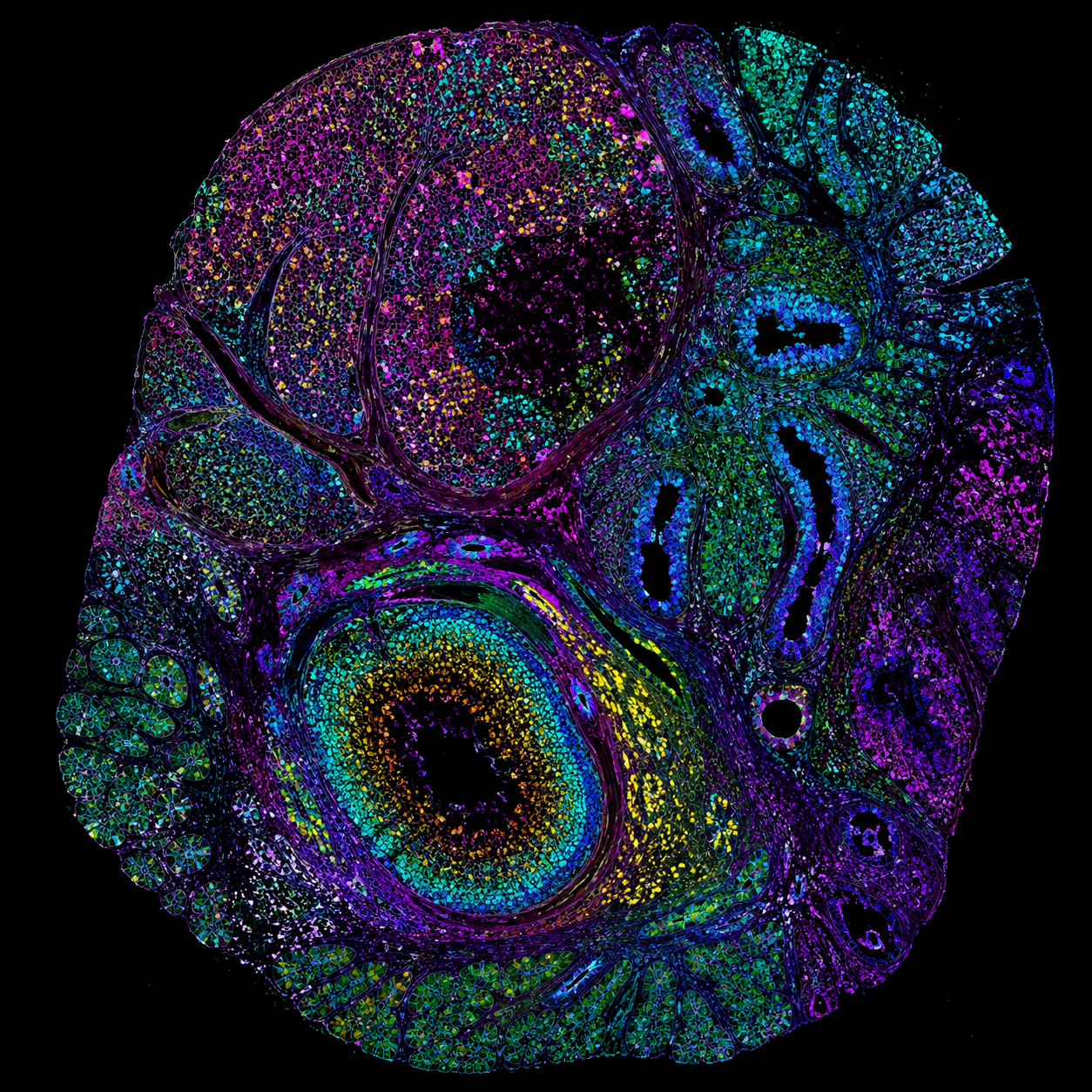 Fluorescence tissue imaging representing spatial biology and digital pathology
