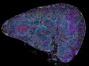 10-channel fluorescence image of mouse spleen tissue acquired on a Nikon Ti2 equipped with Kromignon SpectraSplit® 10 and CoolLED pE-10 illumination – 1