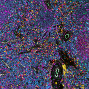 10-channel fluorescence image of mouse spleen tissue acquired on a Nikon Ti2 equipped with Kromignon SpectraSplit® 10 and CoolLED pE-10 illumination – 2