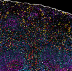 10-channel fluorescence image of mouse spleen tissue acquired on a Nikon Ti2 equipped with Kromignon SpectraSplit® 10 and CoolLED pE-10 illumination – 3