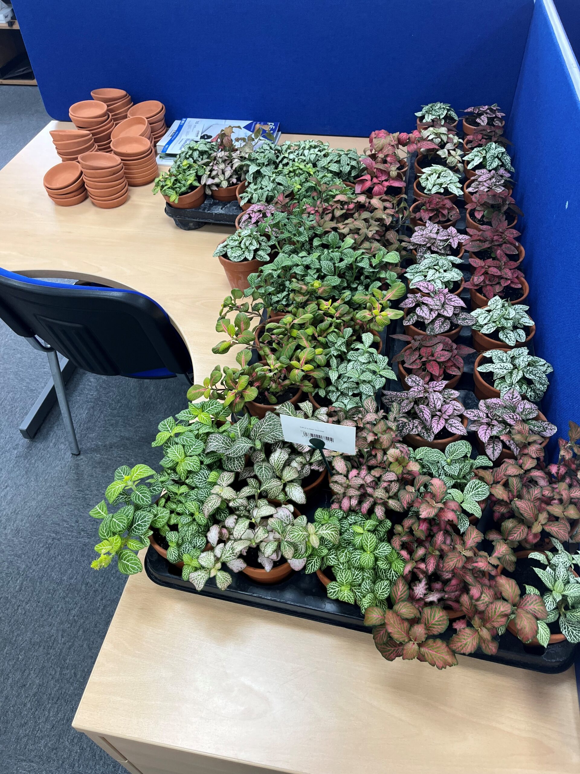 Plants given to CoolLED colleagues as 20/10 celebration gifts