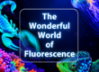 The wonderful world of fluorescence