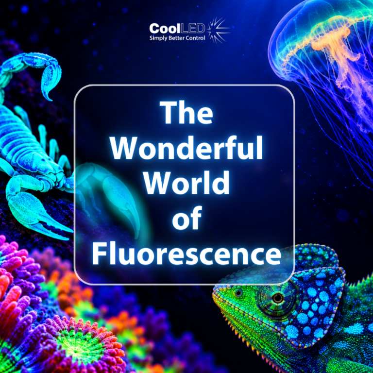 The wonderful world of fluorescence